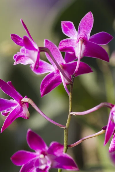 Orchidee in de tuin — Stockfoto