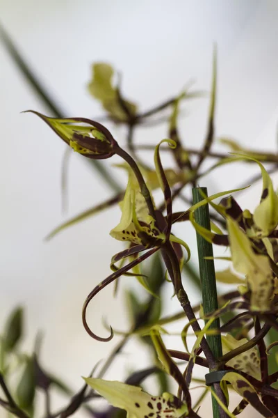 Orchidee im Garten — Stockfoto