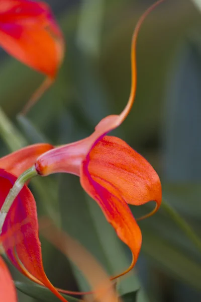 Orchidej v zahradě — Stock fotografie