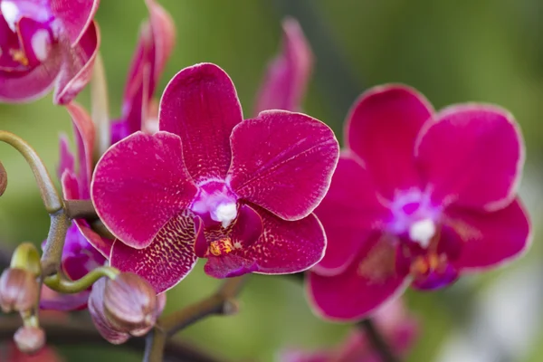 Orchidee in de tuin — Stockfoto