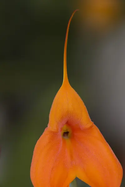 Orquídea no jardim — Fotografia de Stock