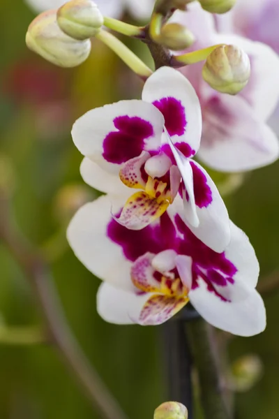 Орхидея в саду — стоковое фото