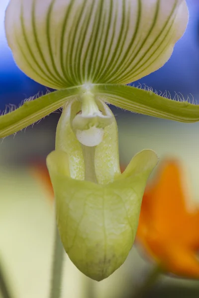 Orchidee im Garten — Stockfoto