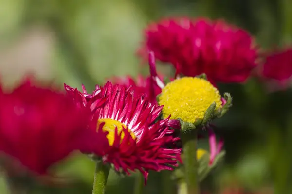 Bellis lerdeki habanera bahçede — Stok fotoğraf