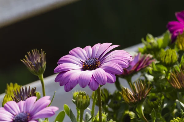 Madeliefje in de tuin — Stockfoto