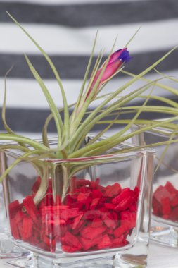 Vazo ve egzotik bitki