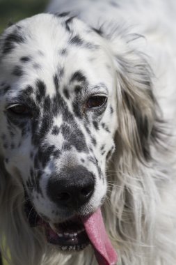 İngiliz setter köpek