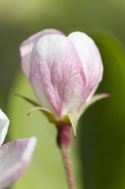 Bahçedeki çiçekler