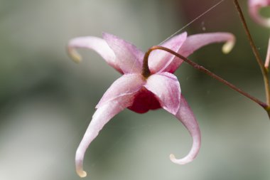 Bahçedeki çiçekler