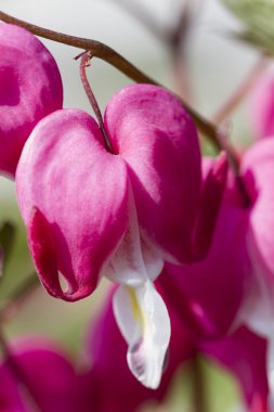 Dicentra bahçede fuşya