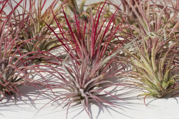 Tillandsia ionatha fuego v zahradě — Stock fotografie