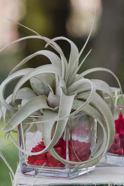 Vase und exotische Pflanze — Stockfoto