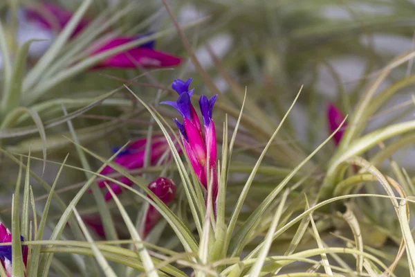 Succulent plant in the garden — Stock Photo, Image