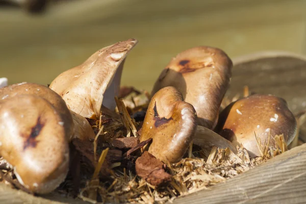 Gekweekte paddestoelen — Stockfoto