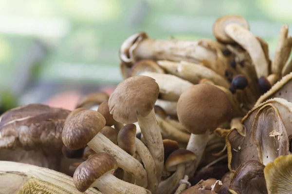 Cultivated mushrooms — Stock Photo, Image