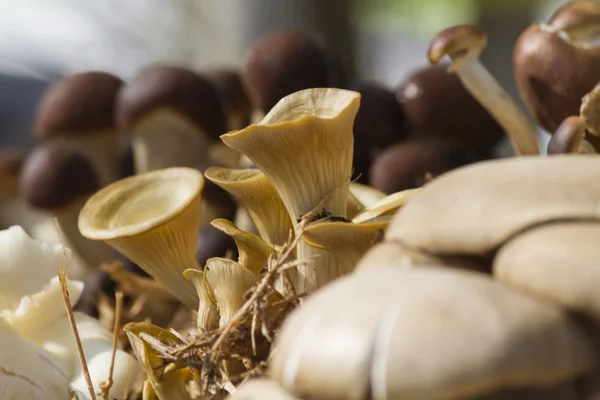 Cultivated mushrooms — Stock Photo, Image