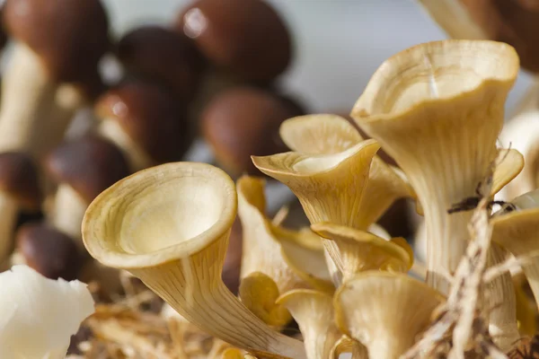 Cultivated mushrooms — Stock Photo, Image