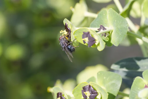 Fliege auf Blume im Garten — Stockfoto