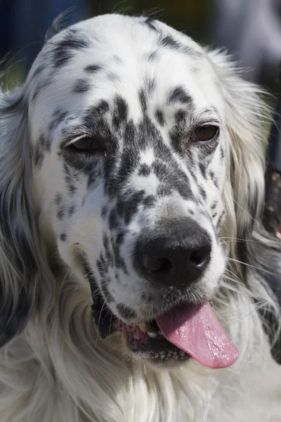 Chien setter anglais — Photo