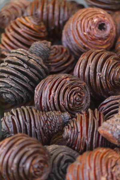 Dry pine cones — Stock Photo, Image