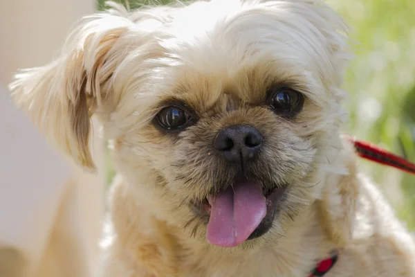 Cute dog — Stock Photo, Image