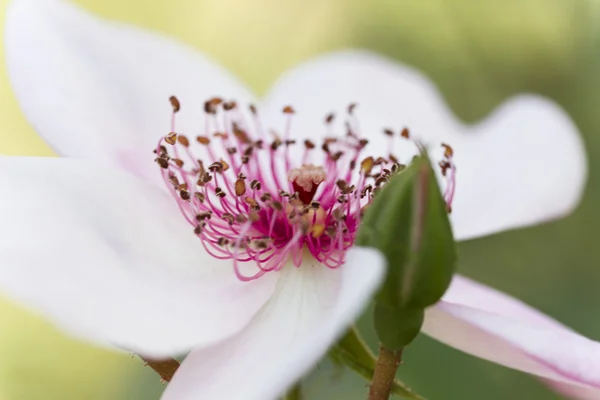 Rosas en el jardín — Foto de Stock