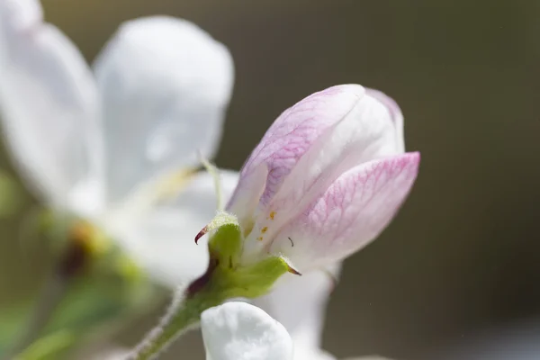 Körsbärsblomma — Stockfoto