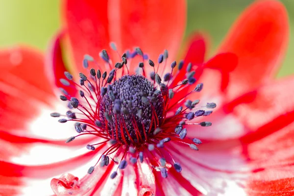 Anemone coronaria in the garden — Stock Photo, Image