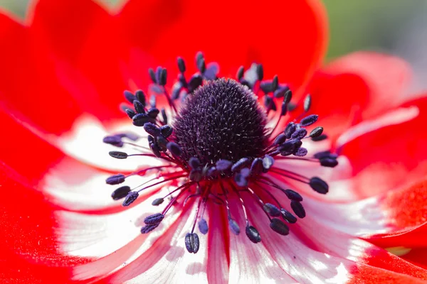 Anemone coronaria in the garden — Stock Photo, Image