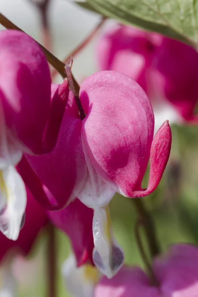 Dicentra fuchsia in de tuin — Stockfoto