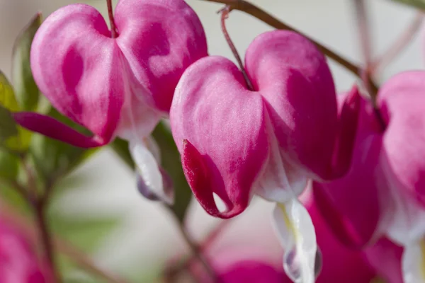 Dicentra fukszia a kertben — Stock Fotó