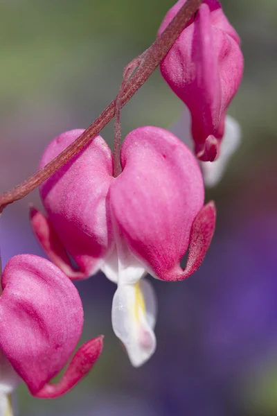 Dicentra fukszia a kertben — Stock Fotó