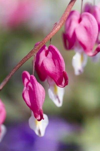 Dicentra fukszia a kertben — Stock Fotó