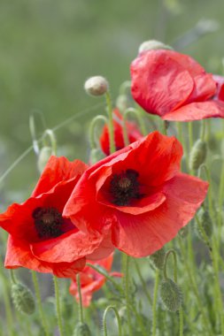 bahçede gelincikler