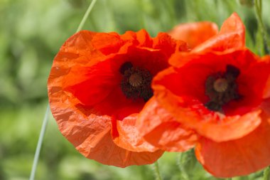 bahçede gelincikler