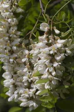 ağaç üzerinde beyaz çiçekler