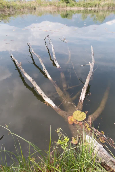 Ramas en el agua — Foto de Stock