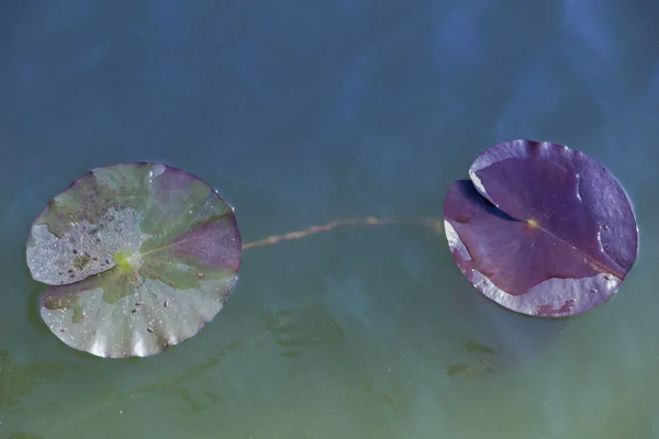 Leaf of waterlily in the lake — Stock Photo, Image
