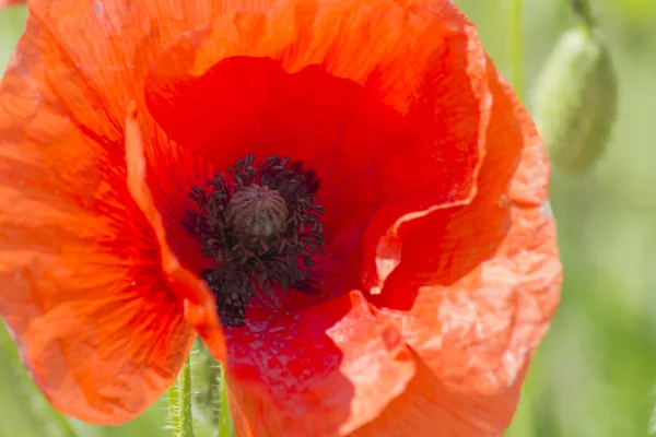 Coquelicots dans le jardin — Photo