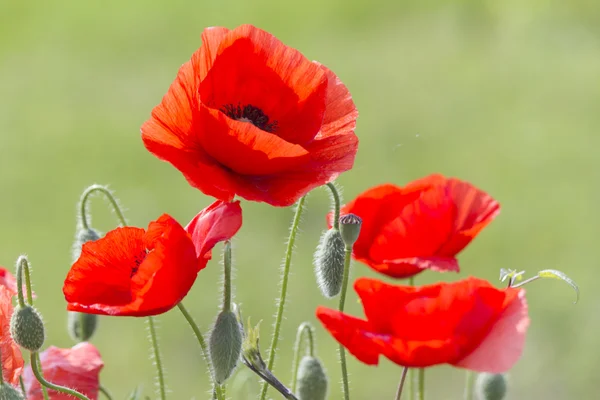 Coquelicots dans le jardin — Photo