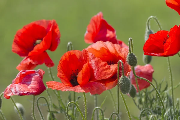 Coquelicots dans le jardin — Photo