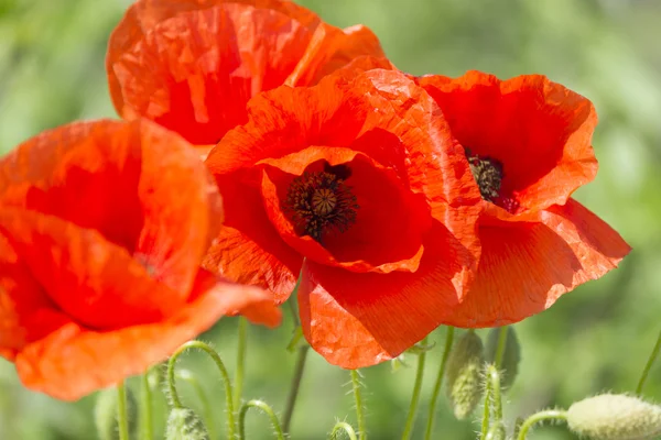 Coquelicots dans le jardin — Photo