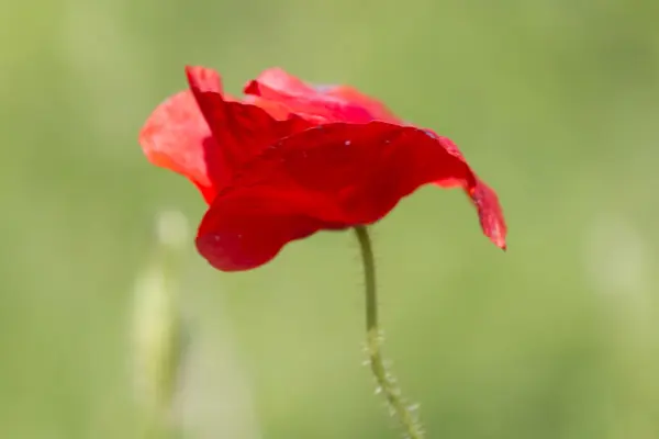 Amapolas en el jardín —  Fotos de Stock