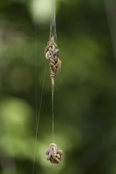 Raupenbefall in Spinnennetztaschen — Stockfoto