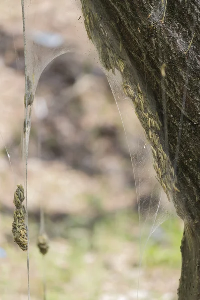 Raupenbefall in Spinnennetztaschen — Stockfoto