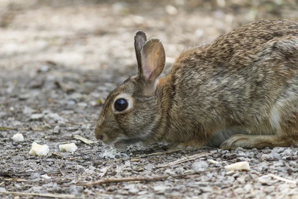 Conejo en el bosque — Foto de Stock