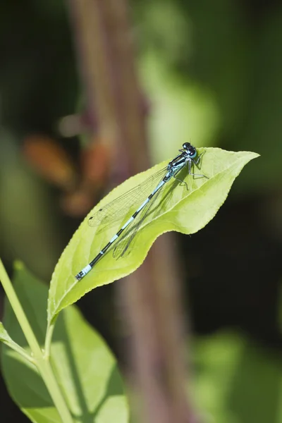 Libellule sur la feuille — Photo