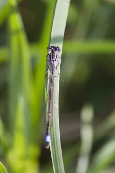 Dragonfly on leaf — Stock Photo, Image