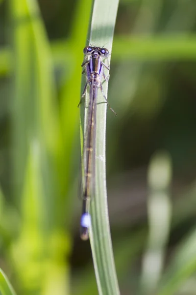 Dragonfly on leaf — Stock Photo, Image