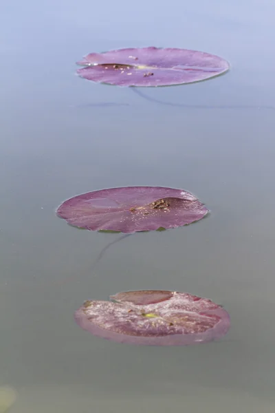 Seerosenblatt im See — Stockfoto